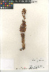  (Boschniakia strobilacea - CCDB-24962-C11)  @11 [ ] CreativeCommons - Attribution Non-Commercial Share-Alike (2015) SDNHM San Diego Natural History Museum