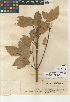  (Cornus sericea - CCDB-24962-D01)  @11 [ ] CreativeCommons - Attribution Non-Commercial Share-Alike (2015) SDNHM San Diego Natural History Museum