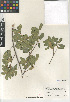  ( - CCDB-24962-D07)  @11 [ ] CreativeCommons - Attribution Non-Commercial Share-Alike (2015) SDNHM San Diego Natural History Museum