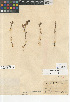  (Castilleja tenuis - CCDB-24946-D07)  @11 [ ] CreativeCommons - Attribution Non-Commercial Share-Alike (2015) SDNHM San Diego Natural History Museum