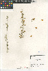  (Parkinsonia florida - CCDB-24962-E05)  @11 [ ] CreativeCommons - Attribution Non-Commercial Share-Alike (2015) SDNHM San Diego Natural History Museum