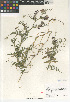  ( - CCDB-24962-E06)  @11 [ ] CreativeCommons - Attribution Non-Commercial Share-Alike (2015) SDNHM San Diego Natural History Museum