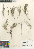  ( - CCDB-24962-E08)  @11 [ ] CreativeCommons - Attribution Non-Commercial Share-Alike (2015) SDNHM San Diego Natural History Museum