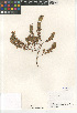  (Pogogyne - CCDB-24962-E10)  @11 [ ] CreativeCommons - Attribution Non-Commercial Share-Alike (2015) SDNHM San Diego Natural History Museum