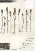  (Castilleja densiflora - CCDB-24962-E11)  @11 [ ] CreativeCommons - Attribution Non-Commercial Share-Alike (2015) SDNHM San Diego Natural History Museum