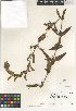  ( - CCDB-24962-E12)  @11 [ ] CreativeCommons - Attribution Non-Commercial Share-Alike (2015) SDNHM San Diego Natural History Museum