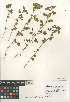  ( - CCDB-24962-F05)  @11 [ ] CreativeCommons - Attribution Non-Commercial Share-Alike (2015) SDNHM San Diego Natural History Museum