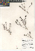  ( - CCDB-24962-F10)  @11 [ ] CreativeCommons - Attribution Non-Commercial Share-Alike (2015) SDNHM San Diego Natural History Museum