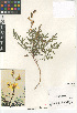  ( - CCDB-24962-G05)  @11 [ ] CreativeCommons - Attribution Non-Commercial Share-Alike (2015) SDNHM San Diego Natural History Museum