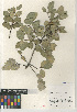  ( - CCDB-24962-G07)  @11 [ ] CreativeCommons - Attribution Non-Commercial Share-Alike (2015) SDNHM San Diego Natural History Museum