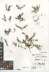  (Galium californicum - CCDB-24962-G08)  @11 [ ] CreativeCommons - Attribution Non-Commercial Share-Alike (2015) SDNHM San Diego Natural History Museum