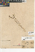  (Triphysaria eriantha - CCDB-24946-E09)  @11 [ ] CreativeCommons - Attribution Non-Commercial Share-Alike (2015) SDNHM San Diego Natural History Museum