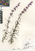  ( - CCDB-24962-H11)  @11 [ ] CreativeCommons - Attribution Non-Commercial Share-Alike (2015) SDNHM San Diego Natural History Museum
