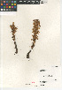  (Orobanche parishii - CCDB-24962-H12)  @11 [ ] CreativeCommons - Attribution Non-Commercial Share-Alike (2015) SDNHM San Diego Natural History Museum