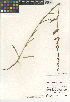  ( - CCDB-24963-B01)  @11 [ ] CreativeCommons - Attribution Non-Commercial Share-Alike (2015) SDNHM San Diego Natural History Museum