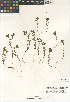  ( - CCDB-24963-C03)  @11 [ ] CreativeCommons - Attribution Non-Commercial Share-Alike (2015) SDNHM San Diego Natural History Museum