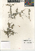 (Holodiscus - CCDB-24963-C11)  @11 [ ] CreativeCommons - Attribution Non-Commercial Share-Alike (2015) SDNHM San Diego Natural History Museum