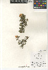  ( - CCDB-24963-C12)  @11 [ ] CreativeCommons - Attribution Non-Commercial Share-Alike (2015) SDNHM San Diego Natural History Museum