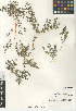  ( - CCDB-24963-D03)  @11 [ ] CreativeCommons - Attribution Non-Commercial Share-Alike (2015) SDNHM San Diego Natural History Museum