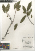  ( - CCDB-24963-E12)  @11 [ ] CreativeCommons - Attribution Non-Commercial Share-Alike (2015) SDNHM San Diego Natural History Museum