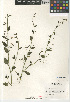  (Antirrhinum nuttallianum - CCDB-24963-F01)  @11 [ ] CreativeCommons - Attribution Non-Commercial Share-Alike (2015) SDNHM San Diego Natural History Museum