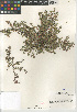  ( - CCDB-24963-F03)  @11 [ ] CreativeCommons - Attribution Non-Commercial Share-Alike (2015) SDNHM San Diego Natural History Museum