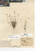  (Plantago ovata insularis - CCDB-24963-G02)  @11 [ ] CreativeCommons - Attribution Non-Commercial Share-Alike (2015) SDNHM San Diego Natural History Museum