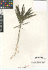  ( - CCDB-24963-G03)  @11 [ ] CreativeCommons - Attribution Non-Commercial Share-Alike (2015) SDNHM San Diego Natural History Museum