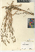 ( - CCDB-24963-G12)  @11 [ ] CreativeCommons - Attribution Non-Commercial Share-Alike (2015) SDNHM San Diego Natural History Museum