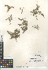  ( - CCDB-24963-H03)  @11 [ ] CreativeCommons - Attribution Non-Commercial Share-Alike (2015) SDNHM San Diego Natural History Museum