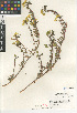  ( - CCDB-24963-H06)  @11 [ ] CreativeCommons - Attribution Non-Commercial Share-Alike (2015) SDNHM San Diego Natural History Museum
