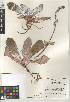  (Dudleya pulverulenta - CCDB-24964-A03)  @11 [ ] CreativeCommons - Attribution Non-Commercial Share-Alike (2015) SDNHM San Diego Natural History Museum