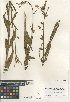  ( - CCDB-24964-C07)  @11 [ ] CreativeCommons - Attribution Non-Commercial Share-Alike (2015) SDNHM San Diego Natural History Museum