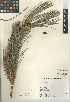  ( - CCDB-24964-C08)  @11 [ ] CreativeCommons - Attribution Non-Commercial Share-Alike (2015) SDNHM San Diego Natural History Museum