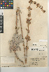  ( - CCDB-24964-C12)  @11 [ ] CreativeCommons - Attribution Non-Commercial Share-Alike (2015) SDNHM San Diego Natural History Museum