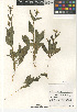  ( - CCDB-24964-D07)  @11 [ ] CreativeCommons - Attribution Non-Commercial Share-Alike (2015) SDNHM San Diego Natural History Museum