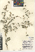  (Kallstroemia maxima - CCDB-24957-H08)  @11 [ ] CreativeCommons - Attribution Non-Commercial Share-Alike (2015) SDNHM San Diego Natural History Museum