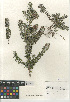  (Westringia - CCDB-24964-D12)  @11 [ ] CreativeCommons - Attribution Non-Commercial Share-Alike (2015) SDNHM San Diego Natural History Museum