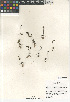  (Dudleya blochmaniae blochmaniae - CCDB-24964-E03)  @11 [ ] CreativeCommons - Attribution Non-Commercial Share-Alike (2015) SDNHM San Diego Natural History Museum