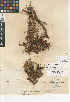  ( - CCDB-24964-E06)  @11 [ ] CreativeCommons - Attribution Non-Commercial Share-Alike (2015) SDNHM San Diego Natural History Museum
