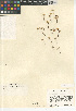  (Dudleya blochmaniae - CCDB-24964-F03)  @11 [ ] CreativeCommons - Attribution Non-Commercial Share-Alike (2015) SDNHM San Diego Natural History Museum