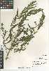  ( - CCDB-24964-F08)  @11 [ ] CreativeCommons - Attribution Non-Commercial Share-Alike (2015) SDNHM San Diego Natural History Museum