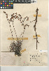  (Dudleya attenuata - CCDB-24964-G03)  @11 [ ] CreativeCommons - Attribution Non-Commercial Share-Alike (2015) SDNHM San Diego Natural History Museum