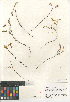  ( - CCDB-24964-G04)  @11 [ ] CreativeCommons - Attribution Non-Commercial Share-Alike (2015) SDNHM San Diego Natural History Museum