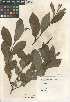  ( - CCDB-24964-G12)  @11 [ ] CreativeCommons - Attribution Non-Commercial Share-Alike (2015) SDNHM San Diego Natural History Museum