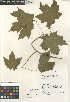  ( - CCDB-24951-H01)  @11 [ ] CreativeCommons - Attribution Non-Commercial Share-Alike (2015) SDNHM San Diego Natural History Museum