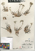  (Dudleya abramsii - CCDB-24964-H03)  @11 [ ] CreativeCommons - Attribution Non-Commercial Share-Alike (2015) SDNHM San Diego Natural History Museum