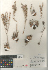 (Dudleya - CCDB-24964-H04)  @11 [ ] CreativeCommons - Attribution Non-Commercial Share-Alike (2015) SDNHM San Diego Natural History Museum