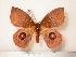  (Gamelia anableps - BC-Her0120)  @14 [ ] Copyright (2010) Unspecified Research Collection of Daniel Herbin