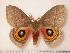  ( - BC-Her0124)  @14 [ ] Copyright (2010) Unspecified Research Collection of Daniel Herbin
